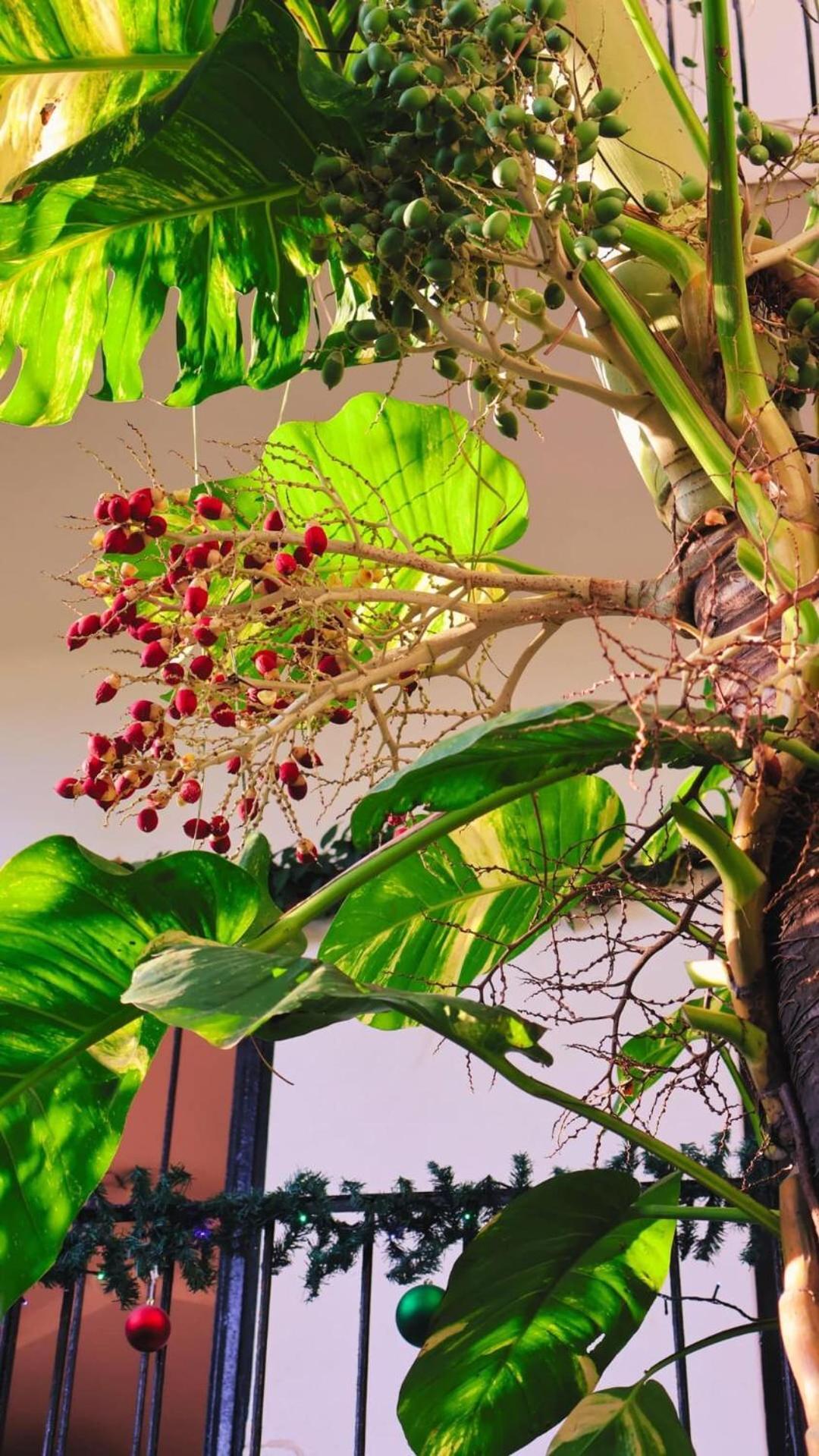 فندق Casa Ana Ruth Bucerías المظهر الخارجي الصورة